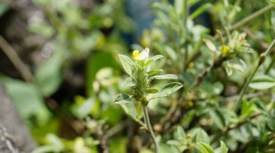 Stylo guienensis