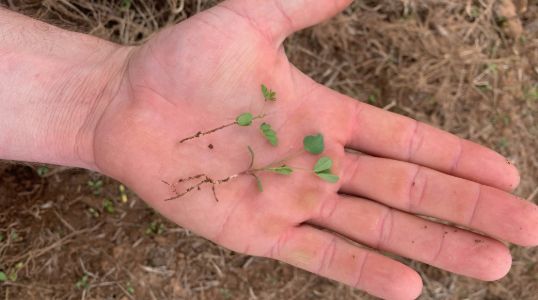 Tropical Legumes: A Vital Component of Productive Pasture Improvement