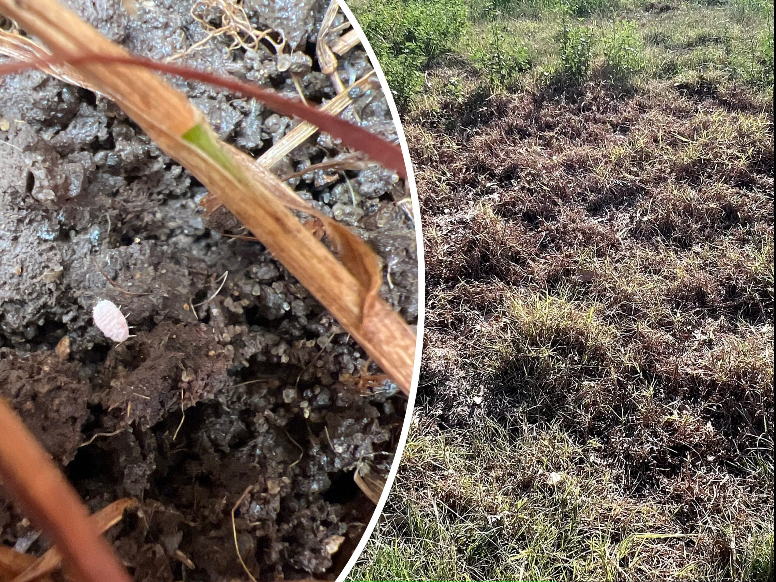 Mealybug and pasture dieback