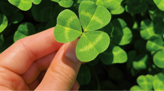 Gosse (yellow-seeded)