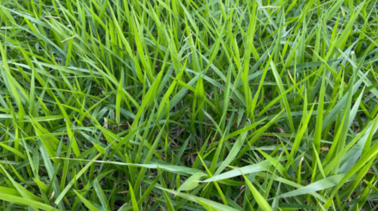 Signal Grass