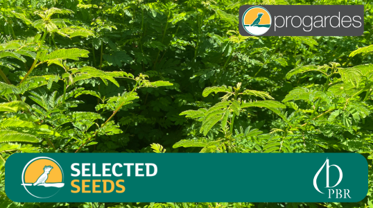 Progardes Central Blend