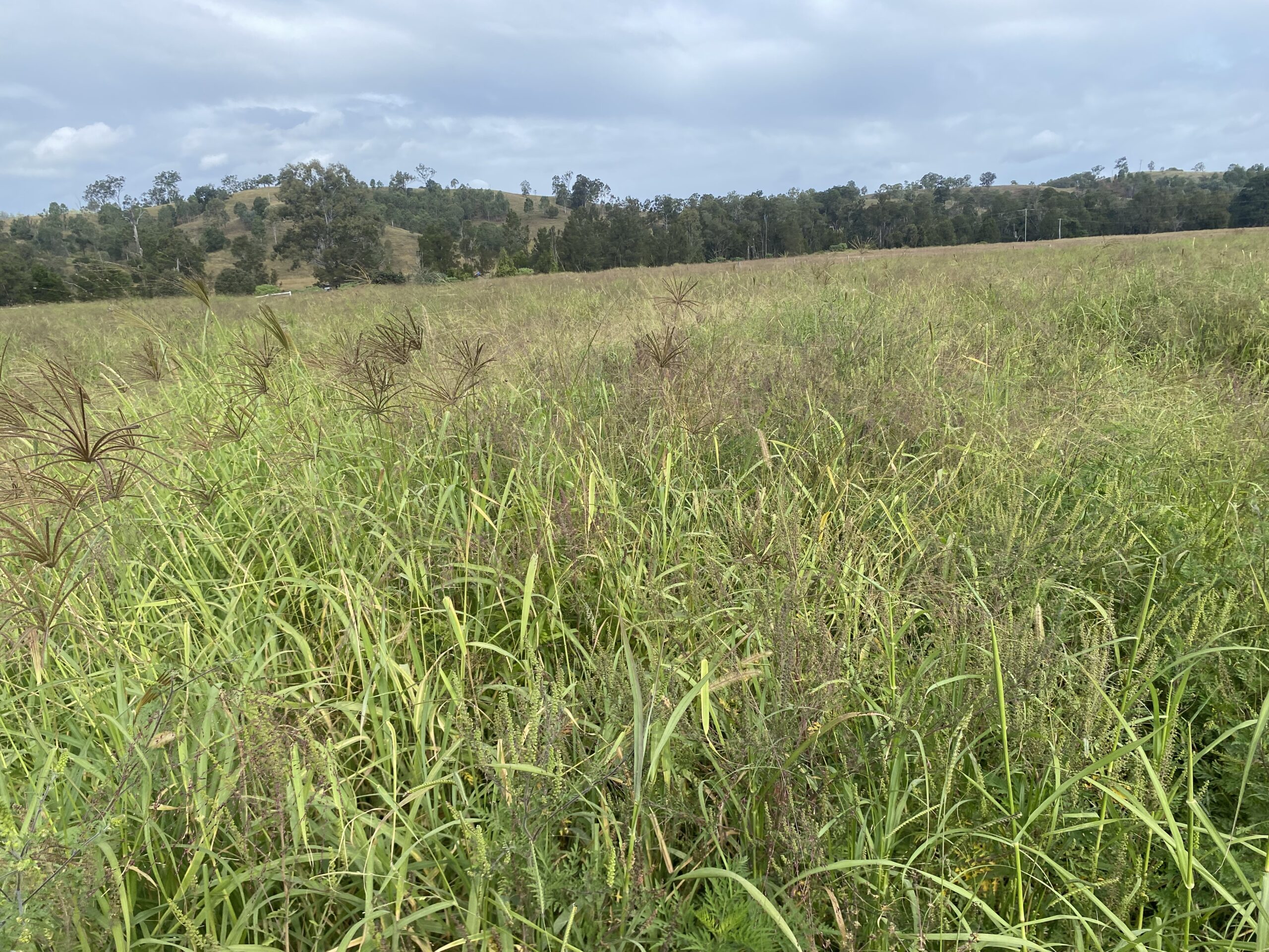 Diploid vs Tetraploid: Why Chromosome Count Changes How a Pasture Grass Behaves