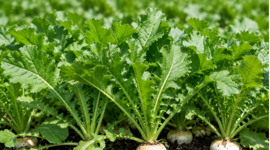 Leafy Turnip (Common)