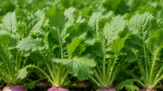 Bulb Turnip (Common)