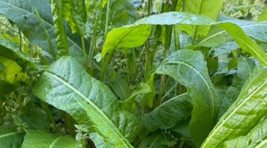 Chicory (Common)