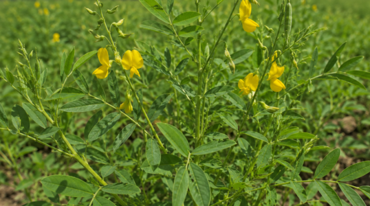 Sun Hemp (Common