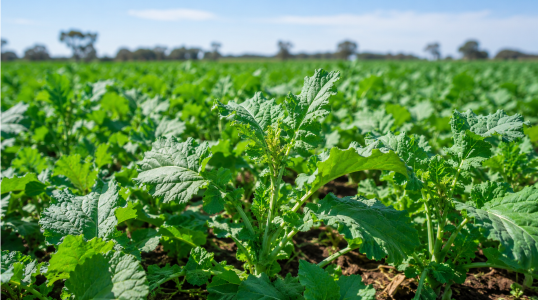 Forage Rape (Common)